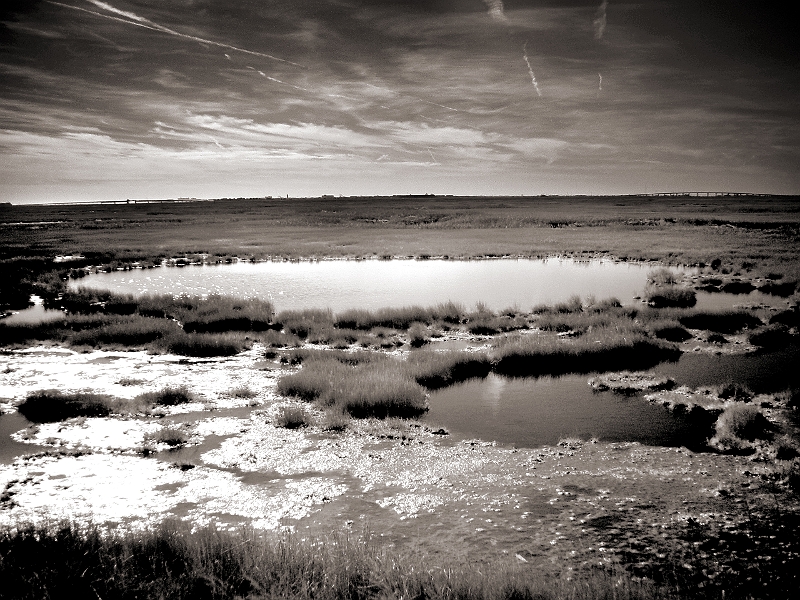 Great Egg Harbor Marsh Stone Harbor, NJ � Dave Hickey